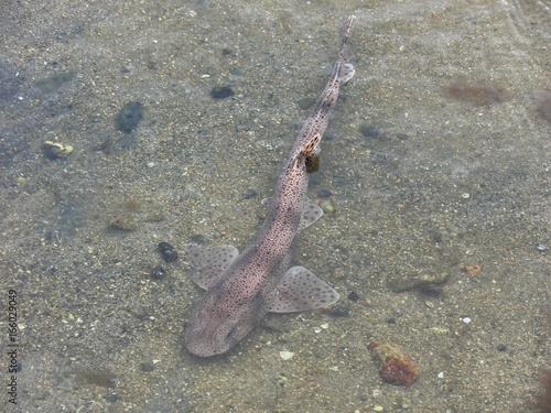 Une roussette piégée par la marée basse photo