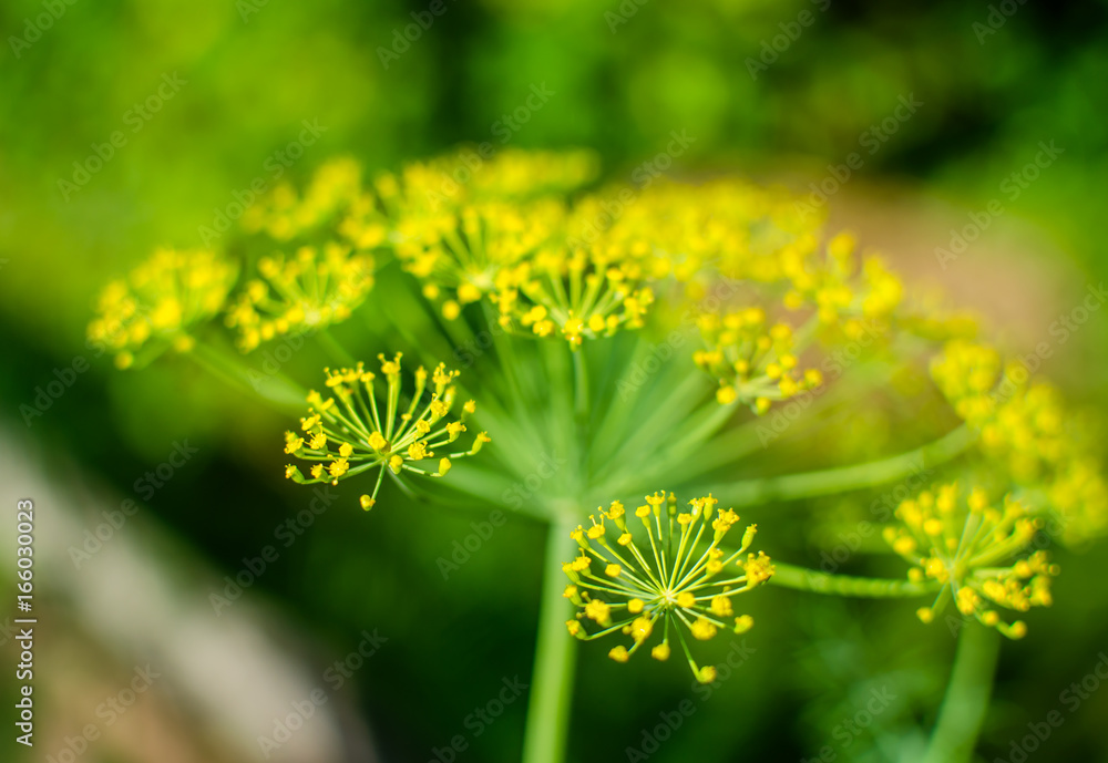 цветы укропа