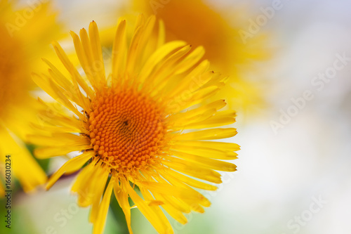 Fototapeta Naklejka Na Ścianę i Meble -  Yellow Chamomile among flowers