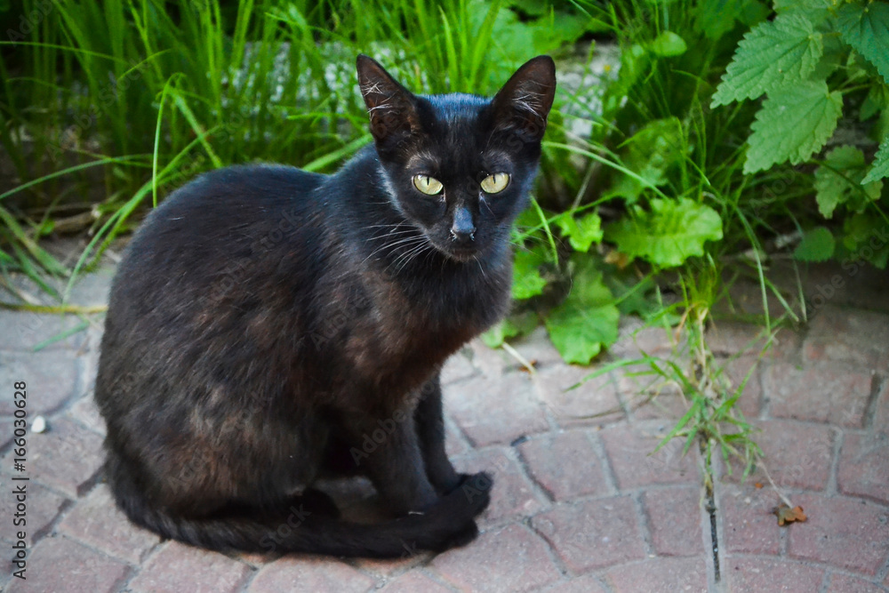 Severe street cat. Severe street cat.