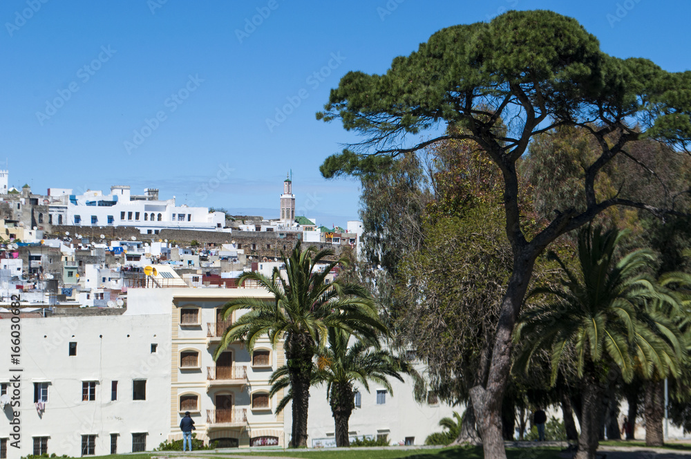 Marocco: i giardini della Mendoubia con lo skyline della medina di Tangeri, città sulla costa del Maghreb all'ingresso occidentale dello Stretto di Gibilterra