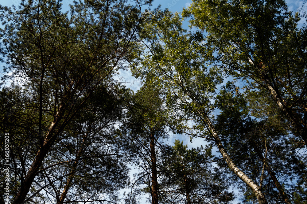 In the forest pine tree peaks in the sky In the forest pine tree peaks in the sky