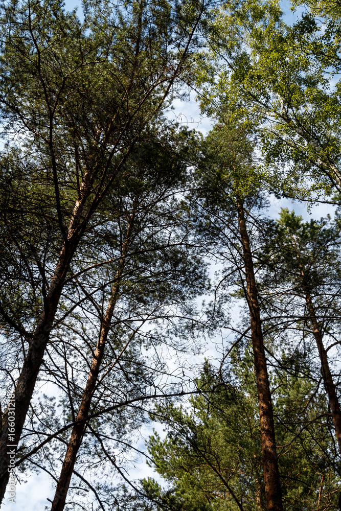 In the forest pine tree peaks in the sky In the forest pine tree peaks in the sky