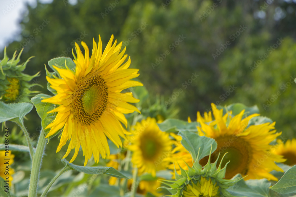Obraz premium Sunflower flower, oil improves skin health and promote cell regeneration