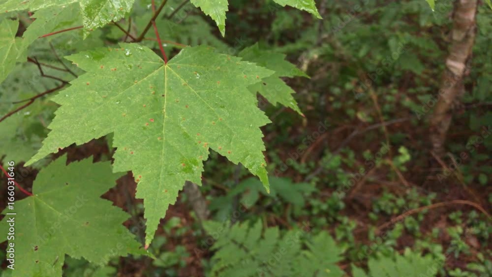Red Maple After Rain Red Maple After Rain