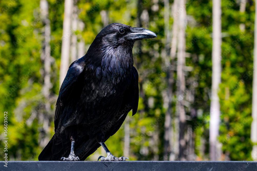 Fototapeta premium Crow