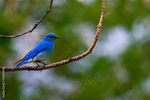 A blue bird © Anchor