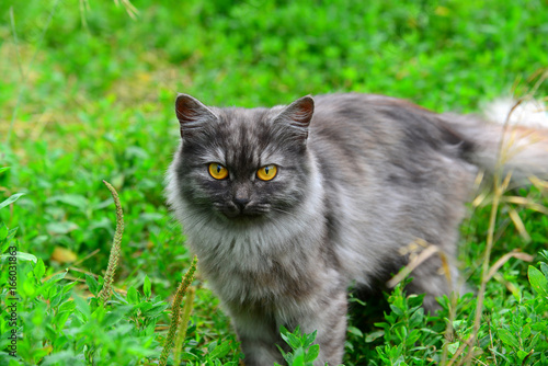 Gray long-haired cat standing in grass in summer