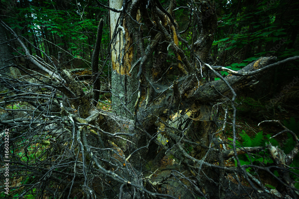Spooky Forest 2 Spooky Forest 2