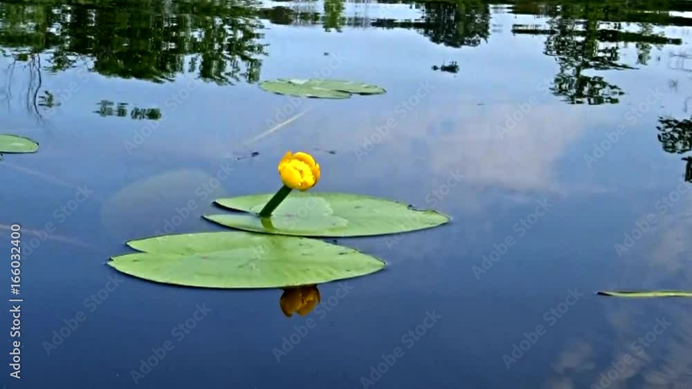 Nuphar and dragonfly Nuphar and dragonfly