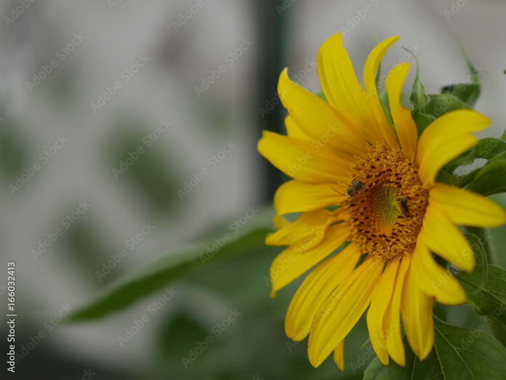 Sunflower With Bees Sunflower With Bees