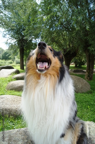 gähnender Hund