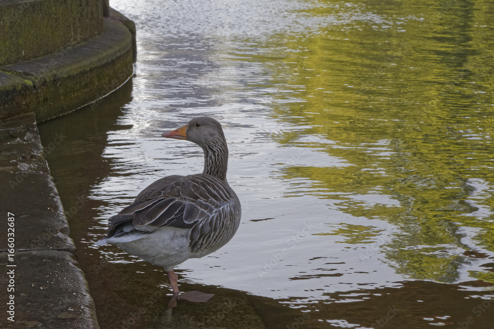 duck duck