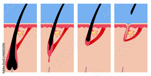 life cycle of hair fall vector