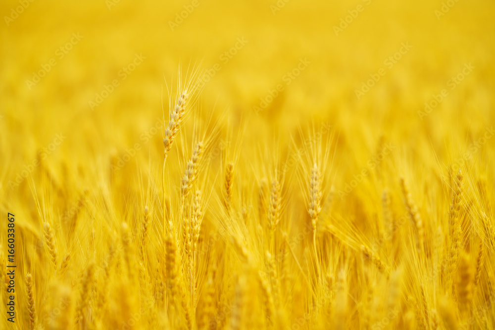 Backdrop of ripening ears of wheat field / Rich harvest concept Backdrop of ripening ears of wheat field / Rich harvest concept