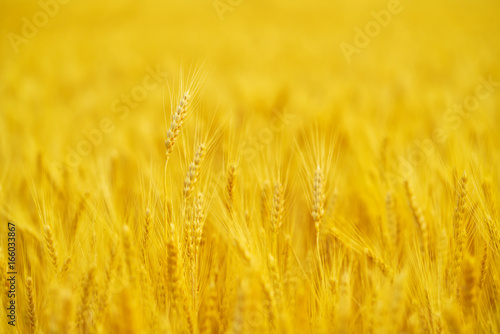 Backdrop of ripening ears of wheat field / Rich harvest concept