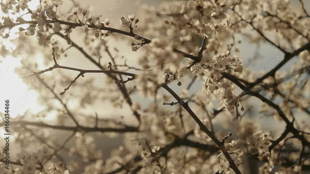 Flowering fruit tree on a background of the lake at sunset. Close-up Flowering fruit tree on a background of the lake at sunset. Close-up