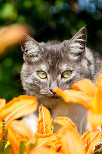 the cat looks over the orange flowers