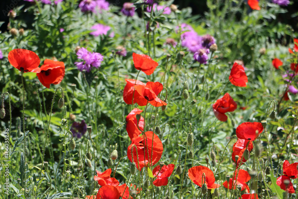 Naklejka premium red poppies