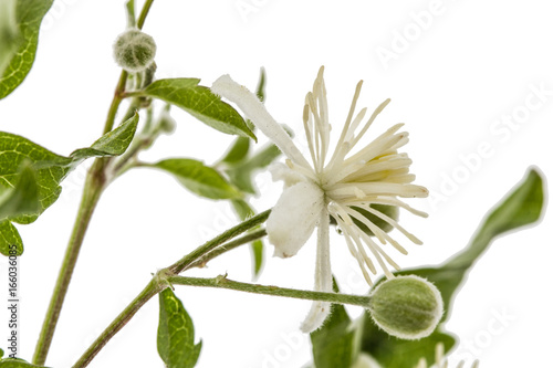 Flowers and leafs of Clematis , lat. Clematis vitalba L., isolated on white background