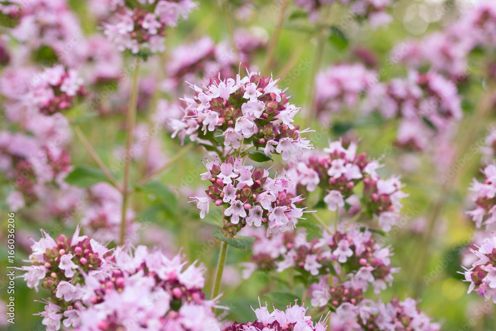 flowers of Oregano (Origanum vulgare). background flowers of Oregano (Origanum vulgare). background