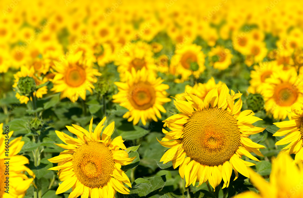 sunflower against a background of a flourishing field sunflower against a background of a flourishing field