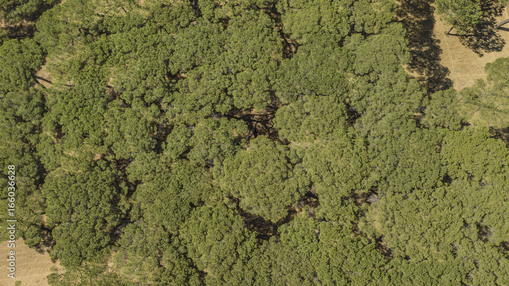 Φωτογραφία Vista aerea ortogonale di una parte del bosco che si trova all'interno del parco di Villa Doria Pamphilj a Roma
