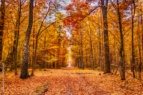 Autumn forest
