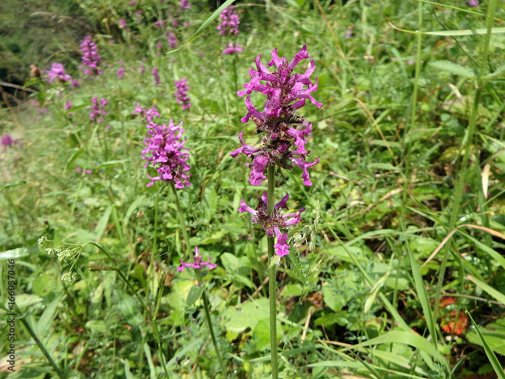 Purple flower on a meadow, (Stachys officinalis) Purple flower on a meadow, (Stachys officinalis)