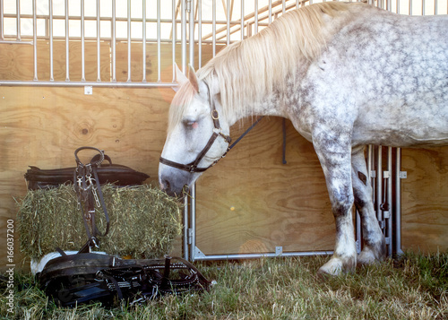 Fototapeta Naklejka Na Ścianę i Meble -  Horse eating Hay
