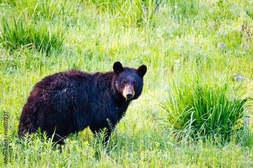 Yellowstone Wildlife: Black bear