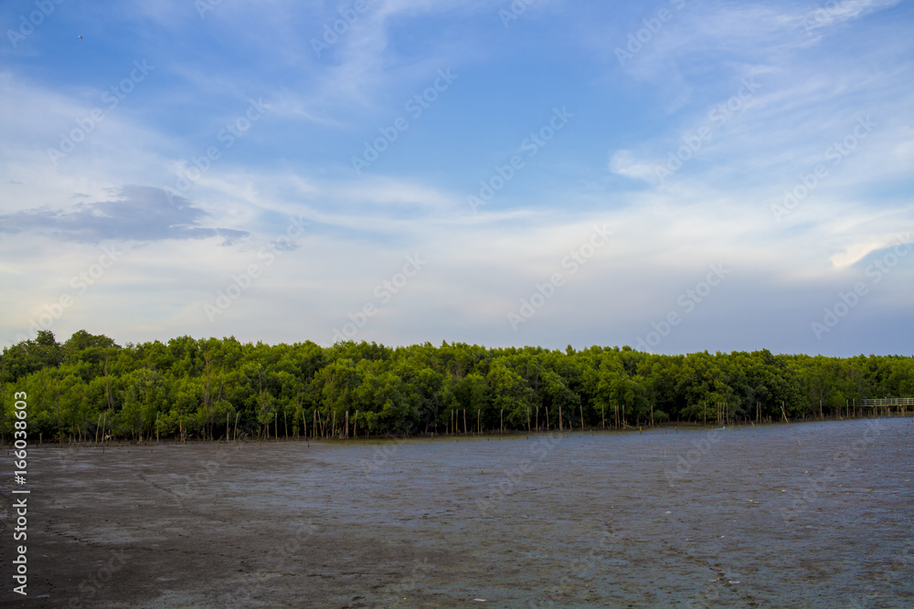 forest at the river estuary with beauty sky