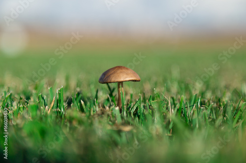 One lonely wild mushroom