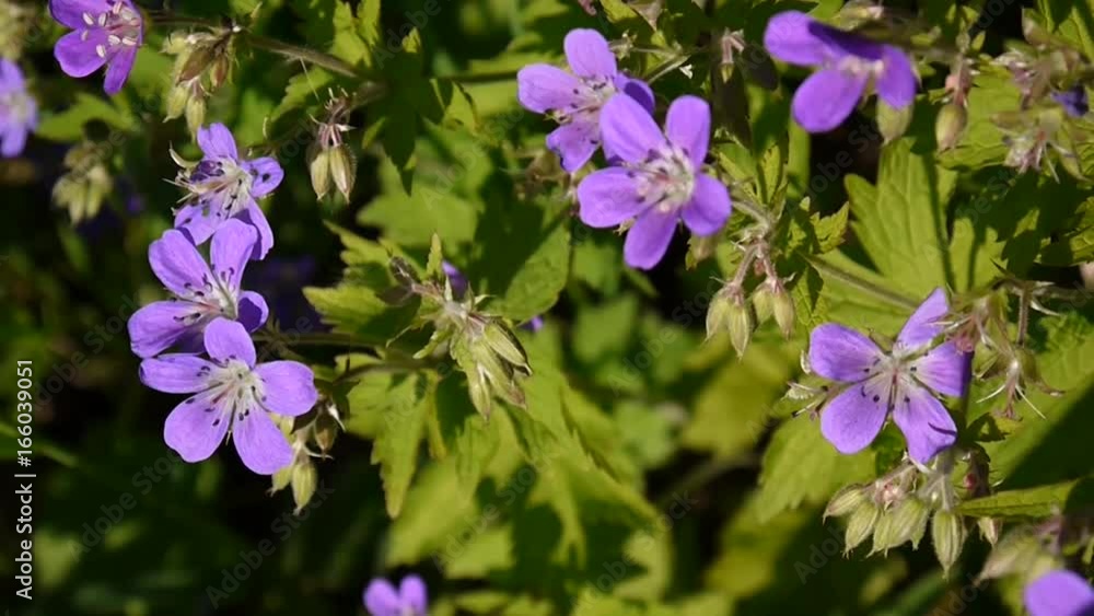 Wild Cranesbill in the fiel in summer sunny day. Geranium pratense close up footage shooting static camera. Wild Cranesbill in the fiel in summer sunny day. Geranium pratense close up footage shooting static camera.