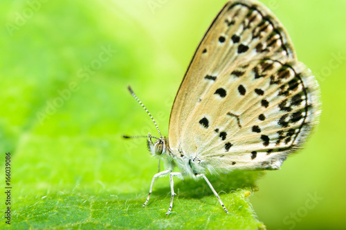 Wallpaper Mural ヤマトシジミ Torontodigital.ca