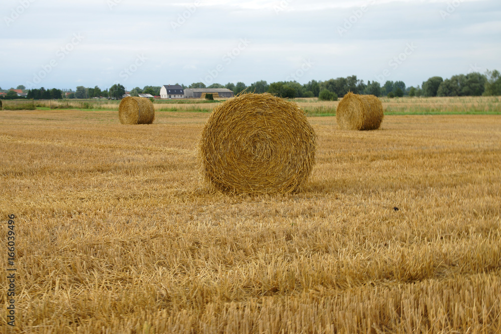 Ballots de paille rond dans un champs de blé moissonné 