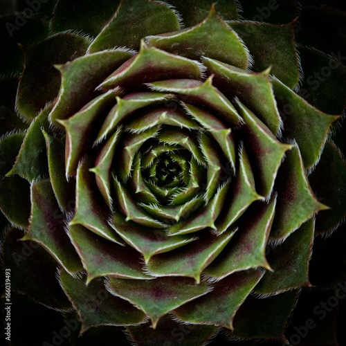 A Succulent