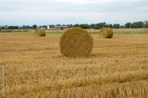 Ballots de paille rond dans un champs de blé moissonné 