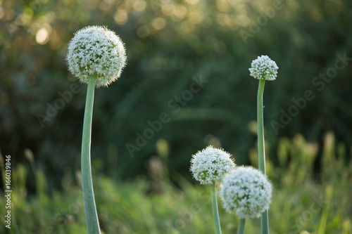 Allium cepa Flower