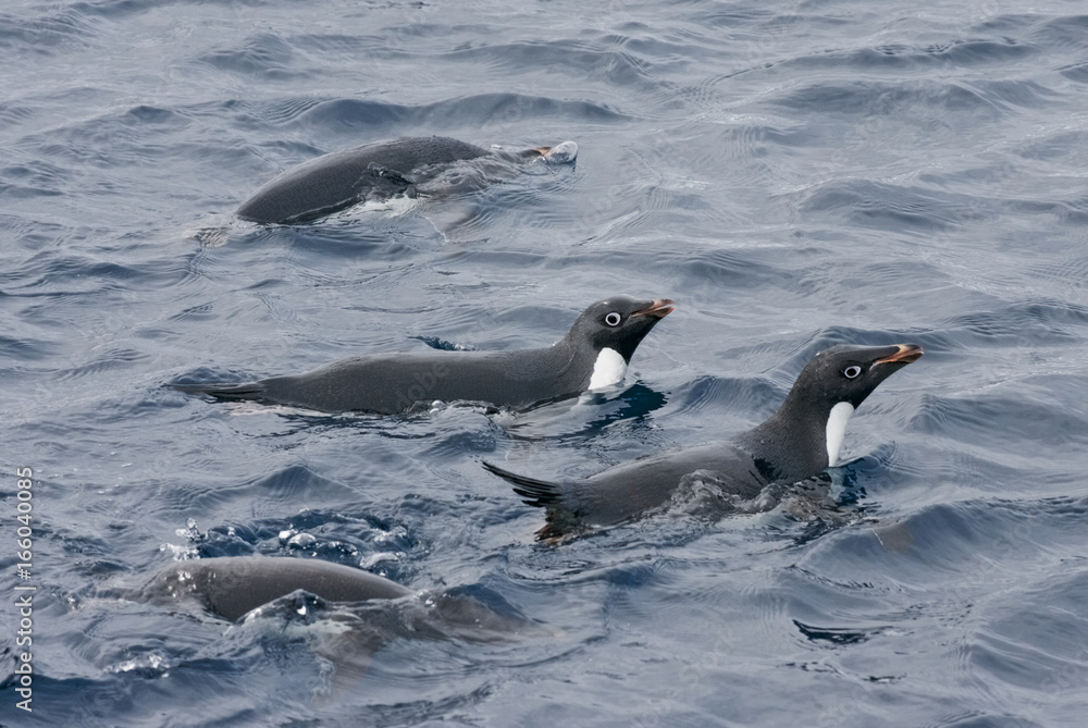 Obraz premium A group of Adelie Penguins (Pygoscelis adeliae) swimming in the ocean, Antarctica