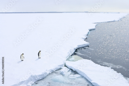 Vászonkép Emperor Penguin (Aptenodytes forsteri) at ice edge, Weddel Sea, Antarctica