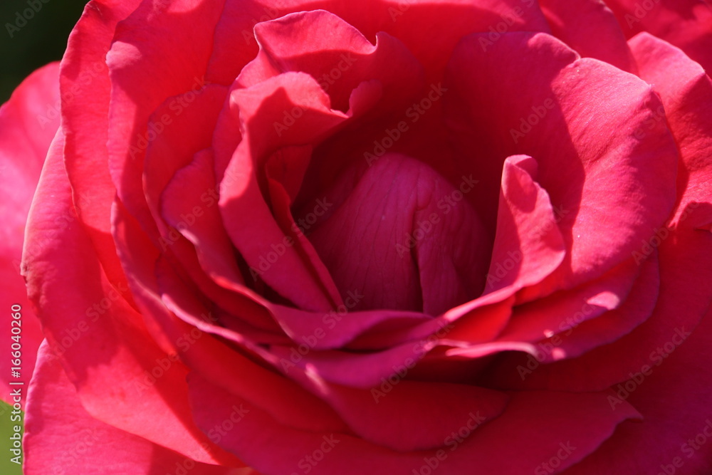 Red Rose Red Rose