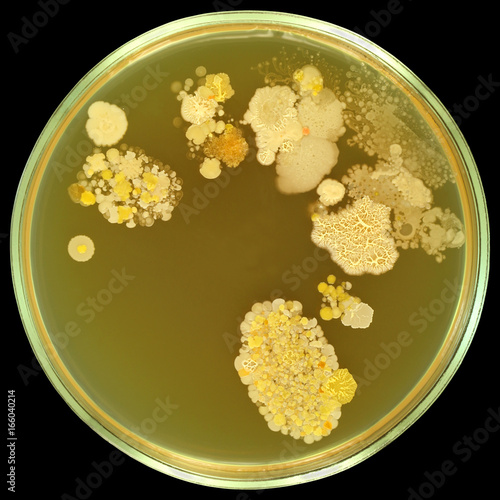 Photos Colorful bacterial colonies on sterile agar in petri plate