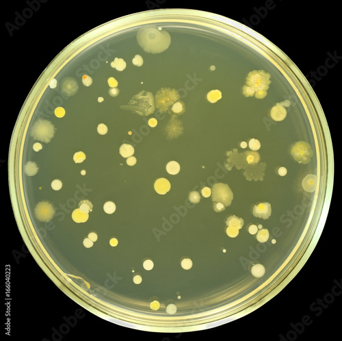 Colonies of bacteria from air on a petri dish (agar plate) isolated on black background. Nutrient agar media (meat-peptone agar) used.  Focus on full depth.