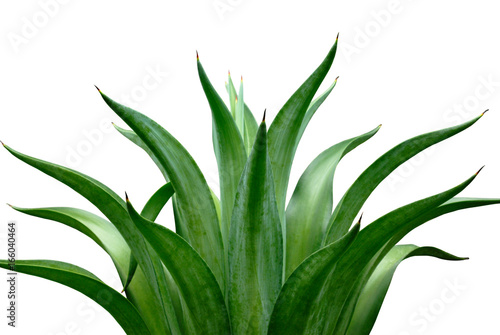 agave isolated on white background photo
