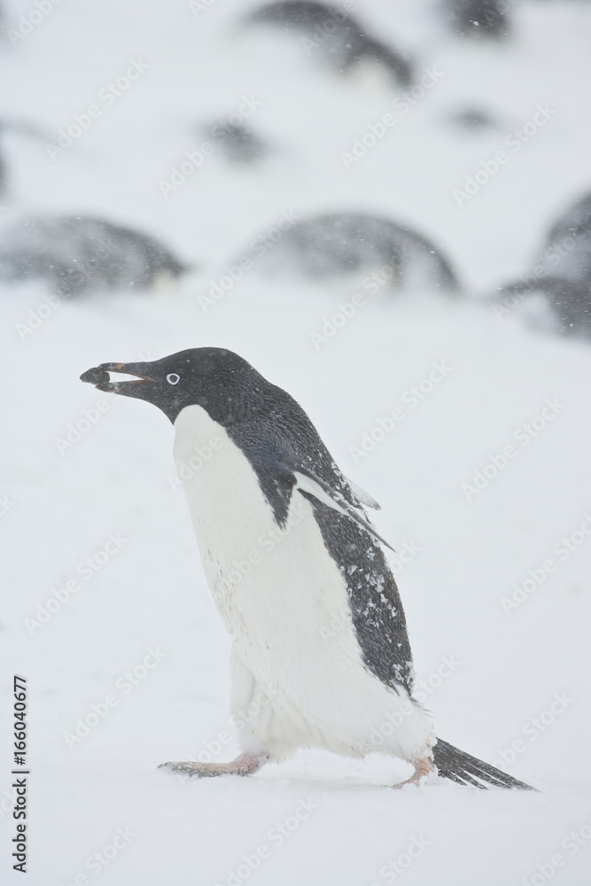 Obraz premium Adelie Penguin (Pygoscelis adeliae) collecting stones for nest building in the snow during a storm, Brown Bluff, Antarctica.