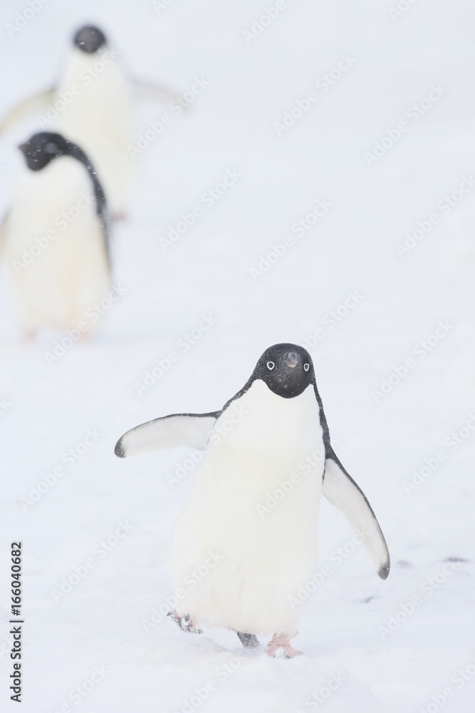 Obraz premium Adelie Penguin (Pygoscelis adeliae) marching in the snow during a storm, Brown Bluff, Antarctica.
