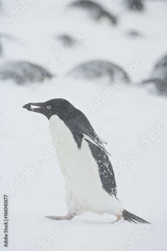 Adelie Penguin  Pygoscelis adeliae  collecting stones for nest building in the snow during a storm  Brown Bluff  Antarctica.