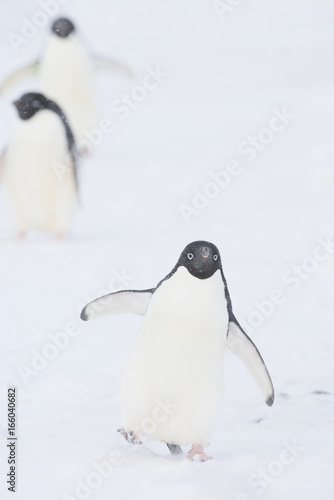 Adelie Penguin (Pygoscelis adeliae) marching in the snow during a storm, Brown Bluff, Antarctica.