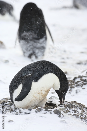 Adelie Penguin  Pygoscelis adeliae  at nest in the snow during a storm  Brown Bluff  Antarctica.